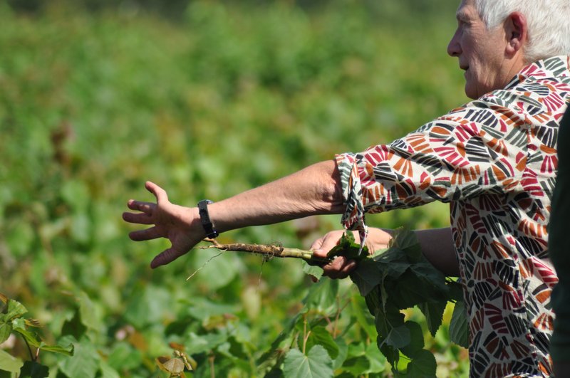Jolanda van Hasselt in een perceel met lindes, een zeer gewilde en oude soort.