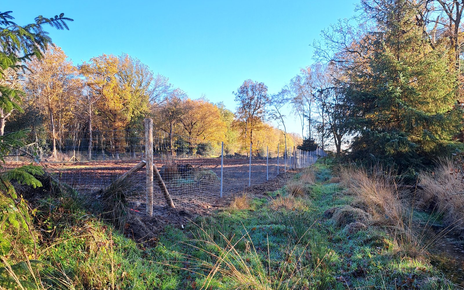 bosrevitalisering friesland 4