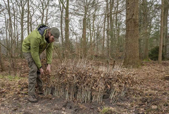 plantsoen bosgroepen