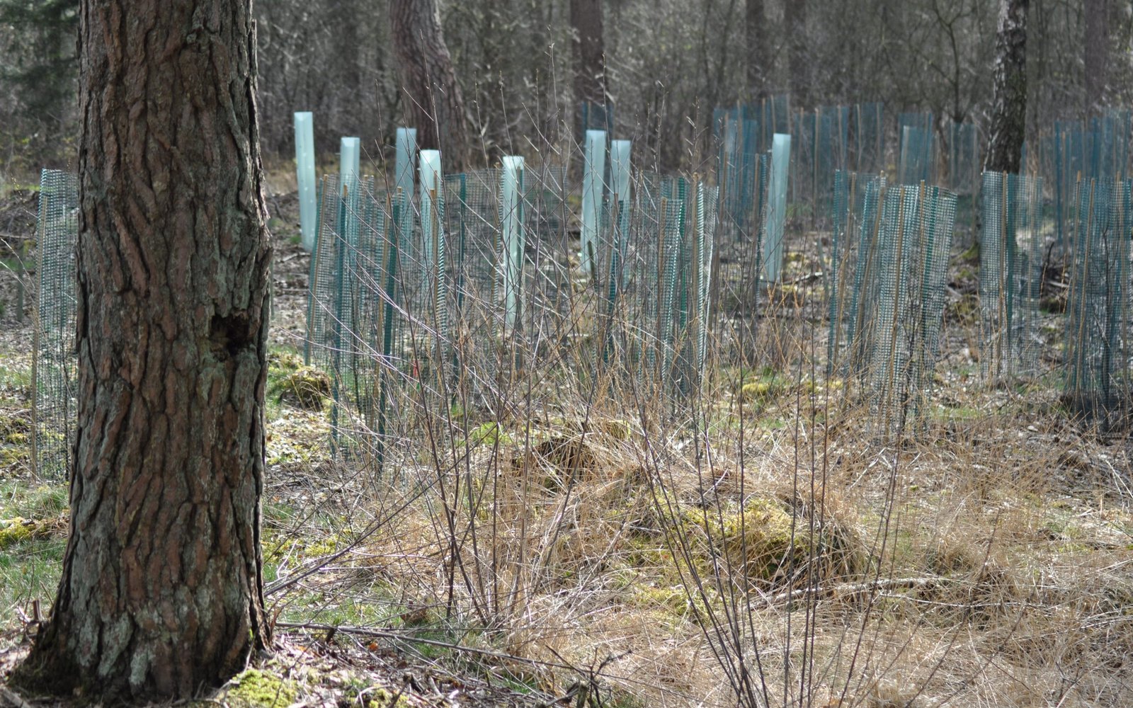 Jonge aanplant Meuleman 2