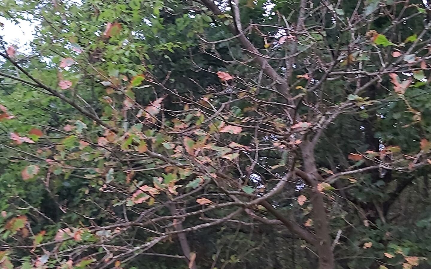 Inlandse eik met droogteschade