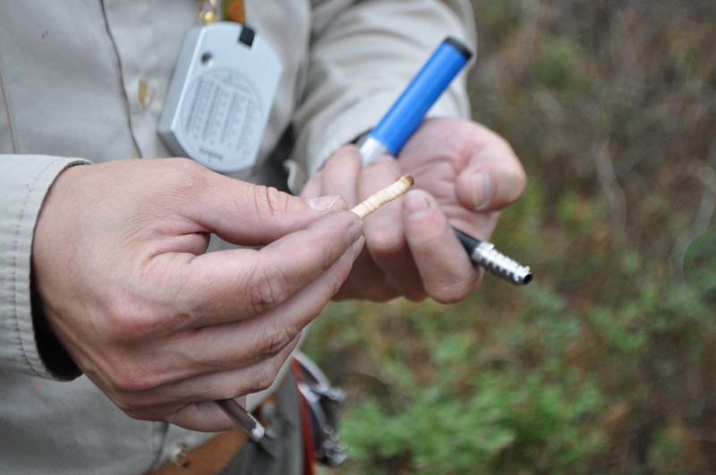 Een aanwasboring in een grove den, Veluwe 2020. De ringen ogen hier gelijkmatig van dikte.