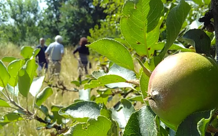 agroforestry-4