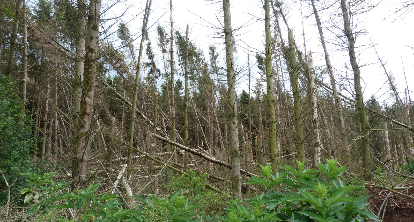 Bos kolham oude staat - Bosgroepen