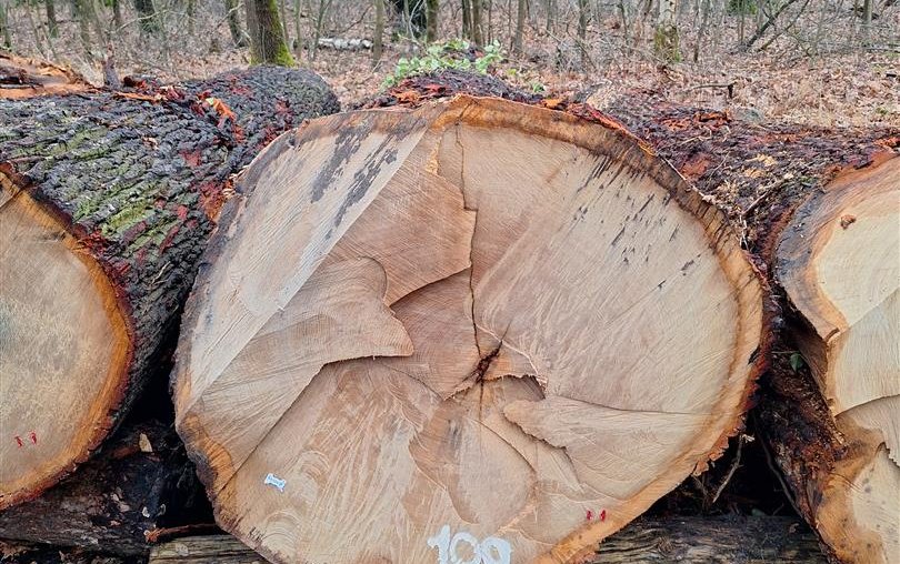 kavel 109 - zomereik