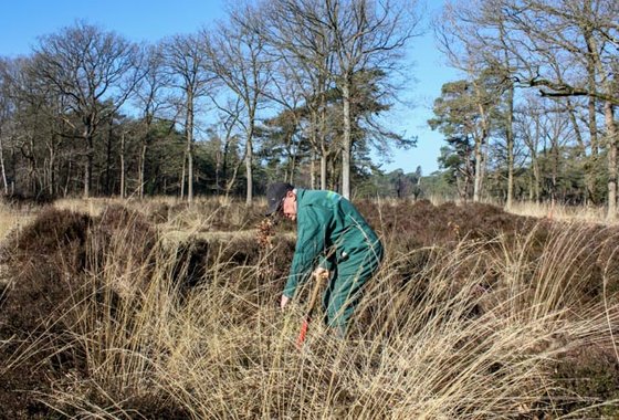 Vrijwilligerswerk op de heide in Beetsterzwaag