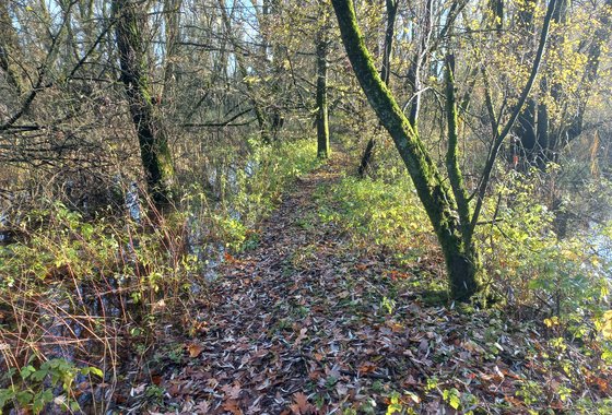 Wandelpad over opgehoogd dijkje