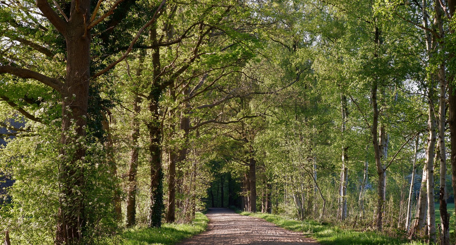 Laan bij landgoed t Rozendael (Heino)