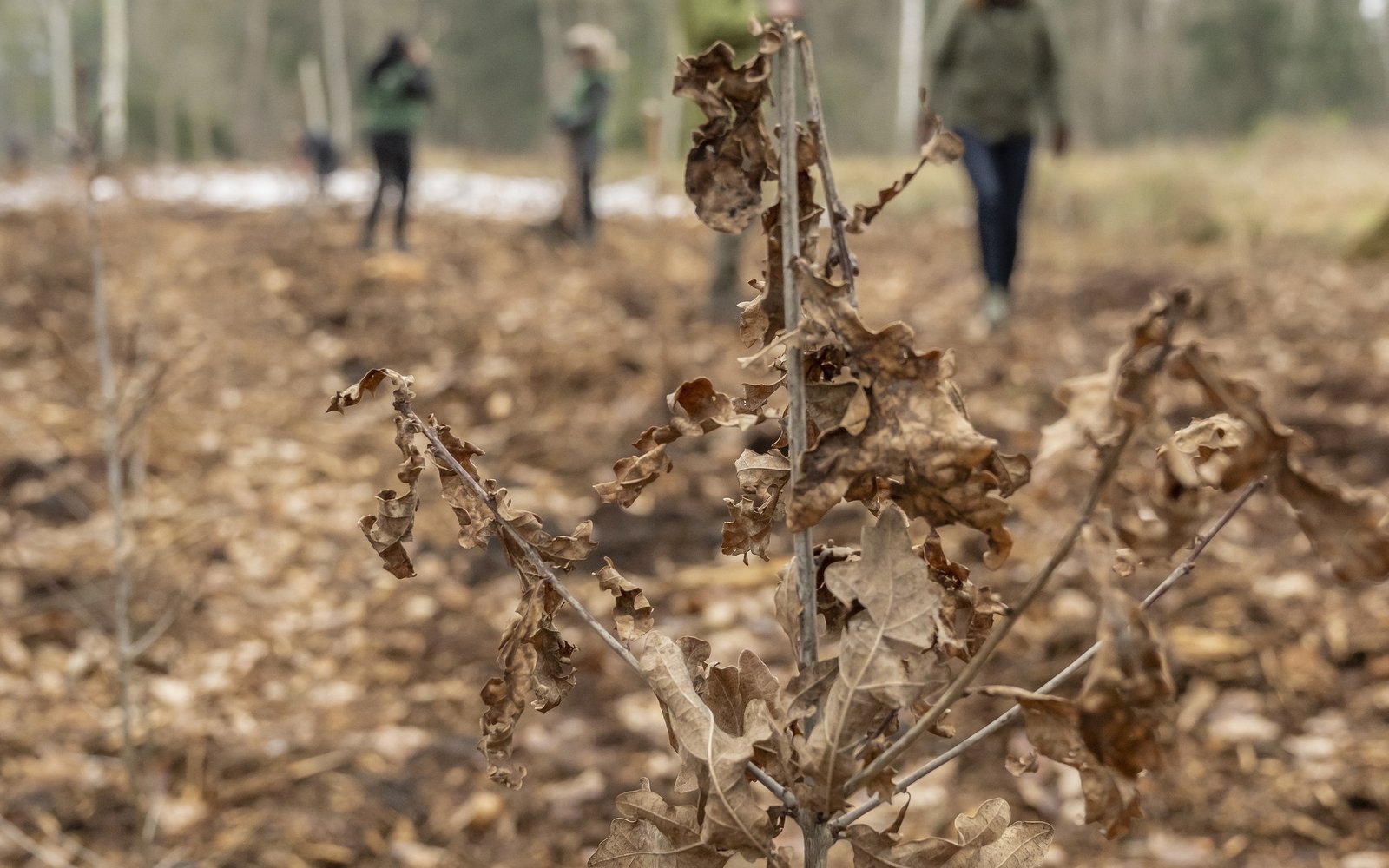 jonge boompjes bosgroepen
