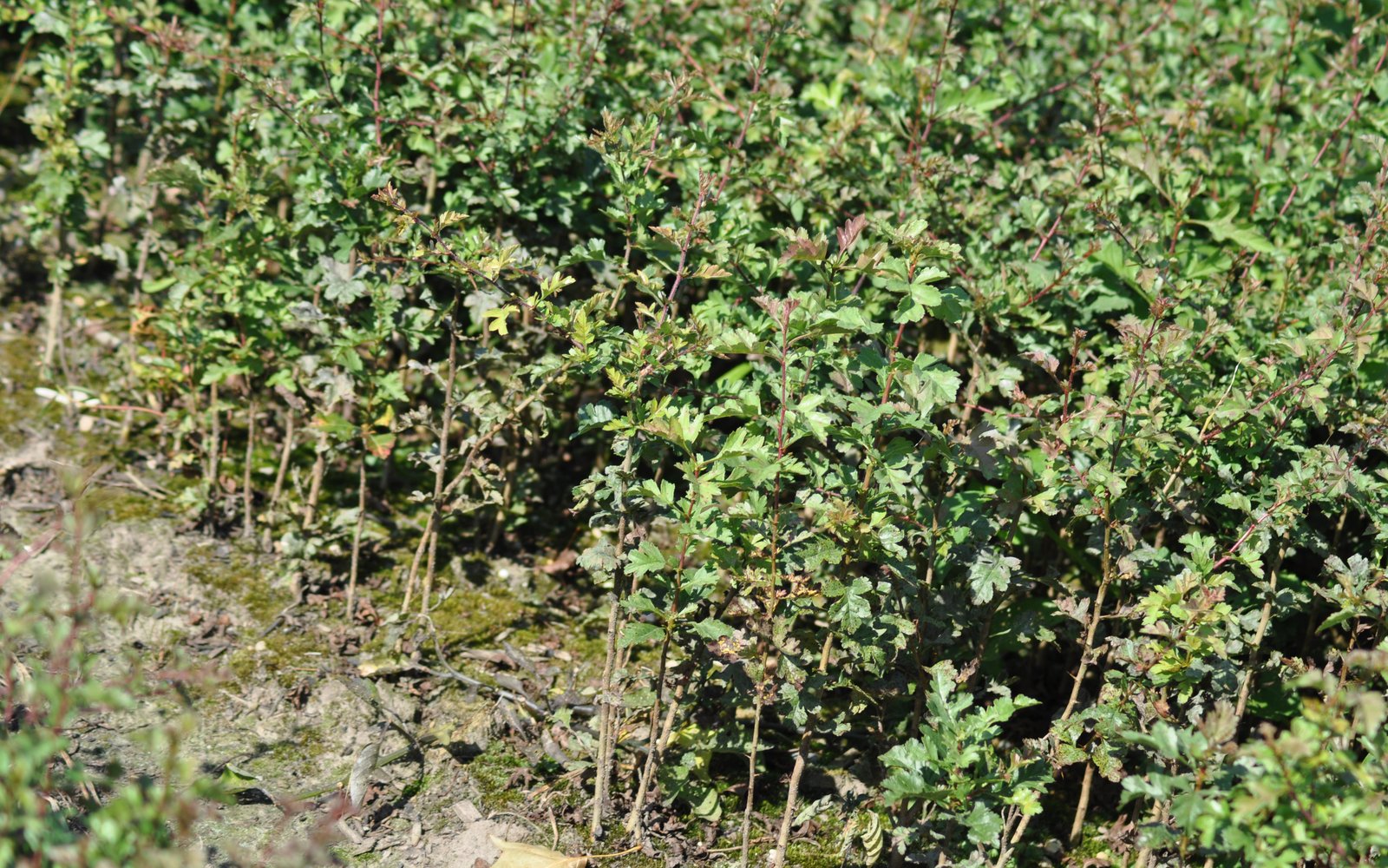 Meidoorn NL Plants