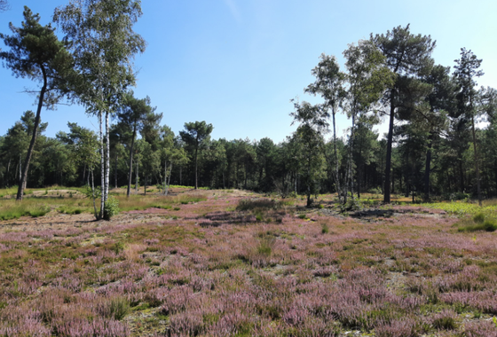 huijbergen-1