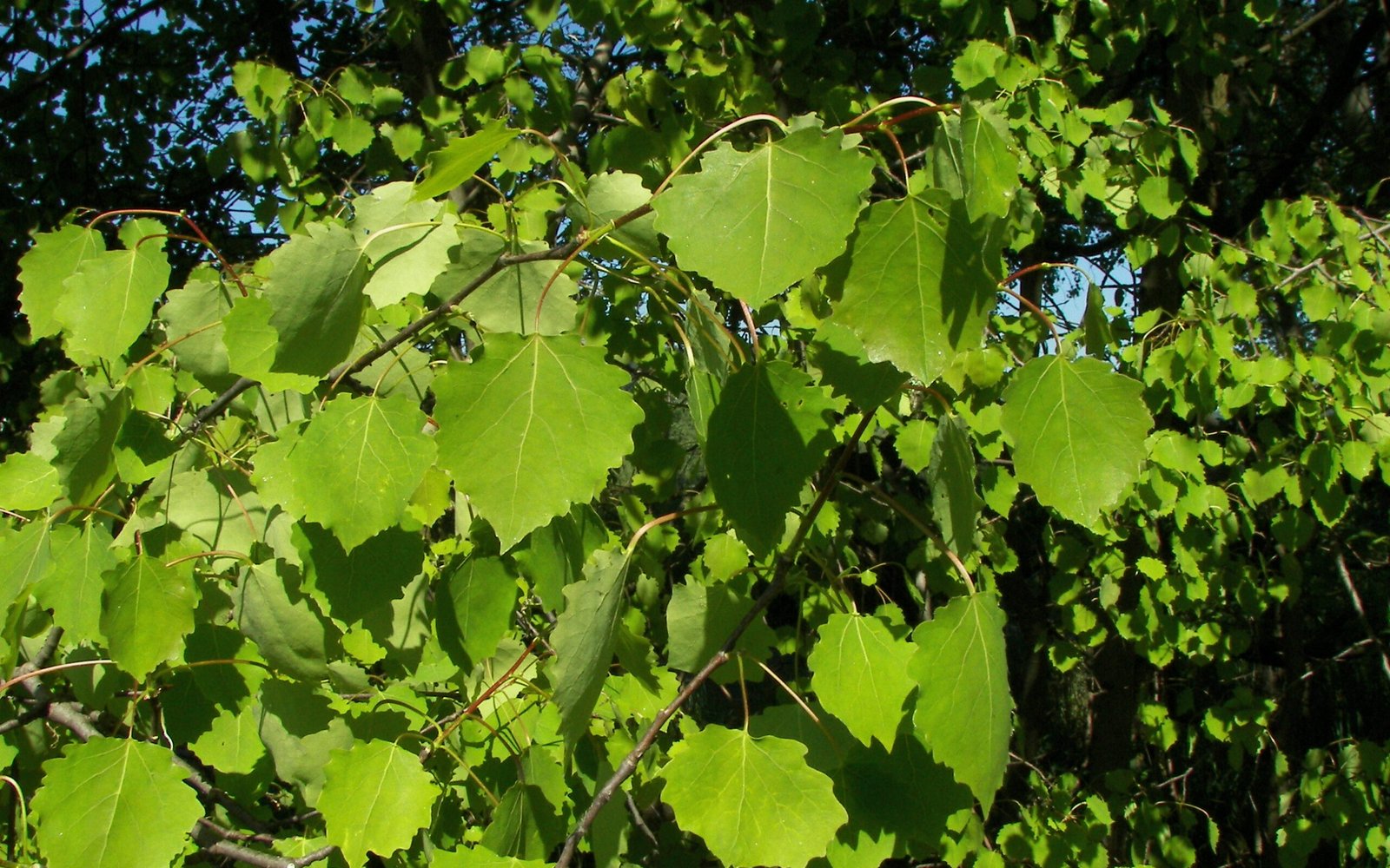Populus_tremula_001-scaled
