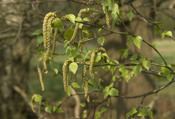 Betula-pendula-17-Ruwe-berk-Saxifraga-Willem-van-Kruijsbergen