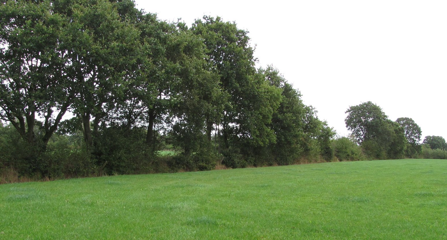 Hout- en bossingel