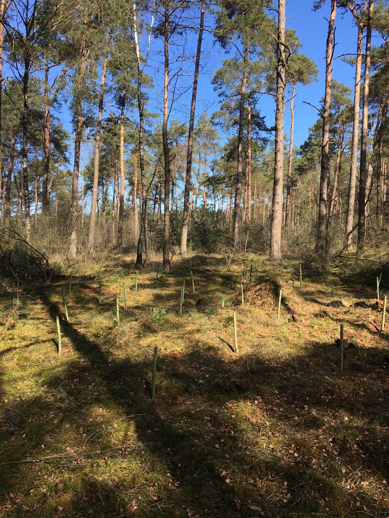 Jonge aanplant in bos