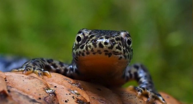 Alpenwatersalamander Frank Vassen