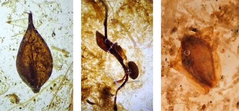 Macroresten veenkern