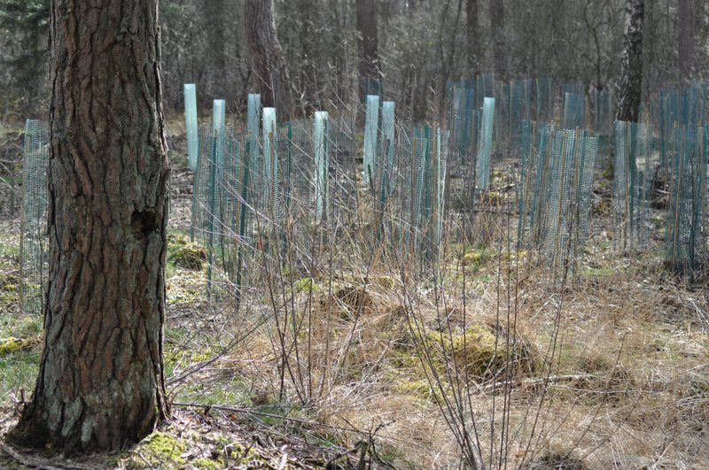 Jonge aanplant in het bos met daaromheen wildrasters.