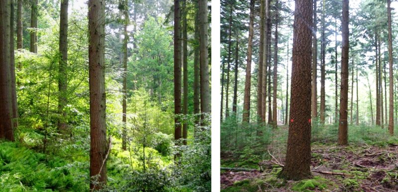 Links een douglasopstand met daartussen gevarieerde ondergroei in verschillende hoogte. Rechts een douglasopstand met mindervariatie in de ondergroei.