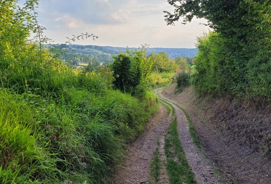 Gefaseerd maaibeheer