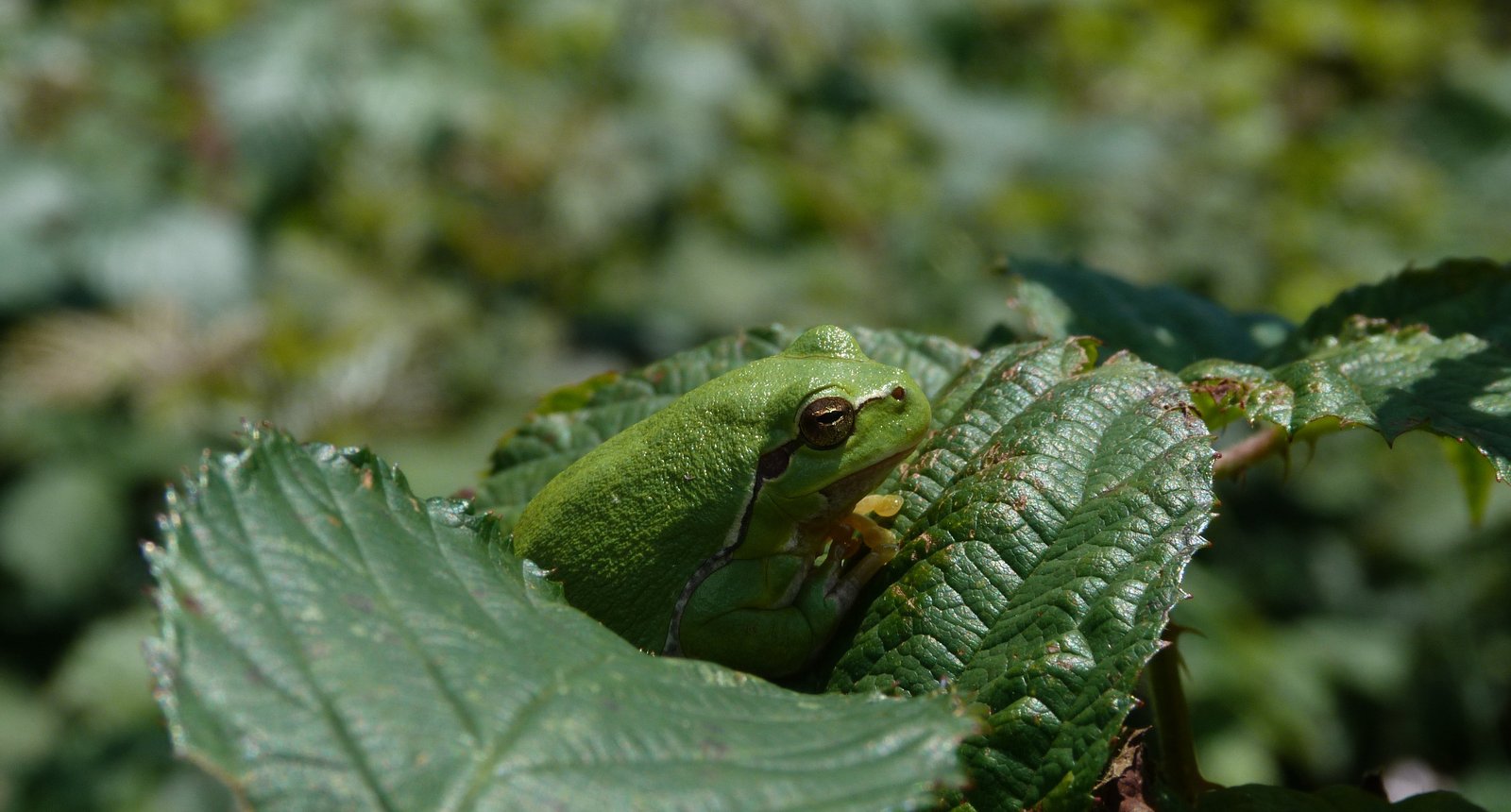 Boomkikker - Rutger Diertens