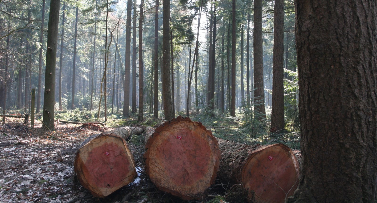 hout in het bos