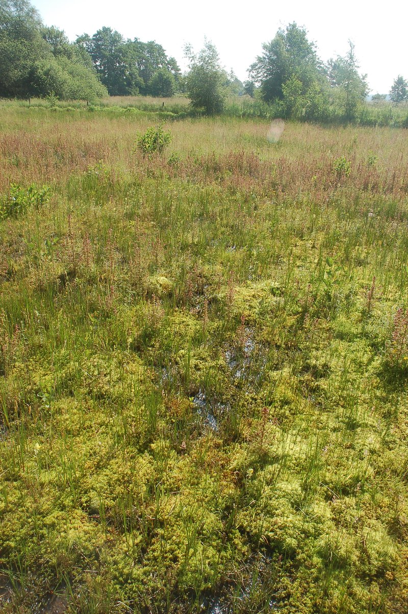 Veenmosontwikkeling op in 2004 ingerichte natuur in het Wisselse Veen. Duidelijk zichtbaar is de sponswerking door ca 20 cm dikke veenmosontwikkeling.