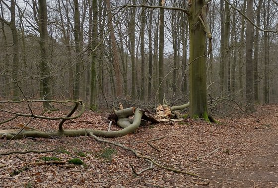 dood hout staand en liggend 2