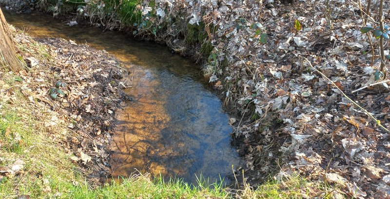 In het Kloosterbos lopen verschillende 'waterwegen'.