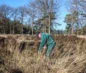 Vrijwilligerswerk op de heide in Beetsterzwaag