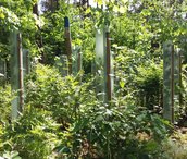 bosverjonging-scaled