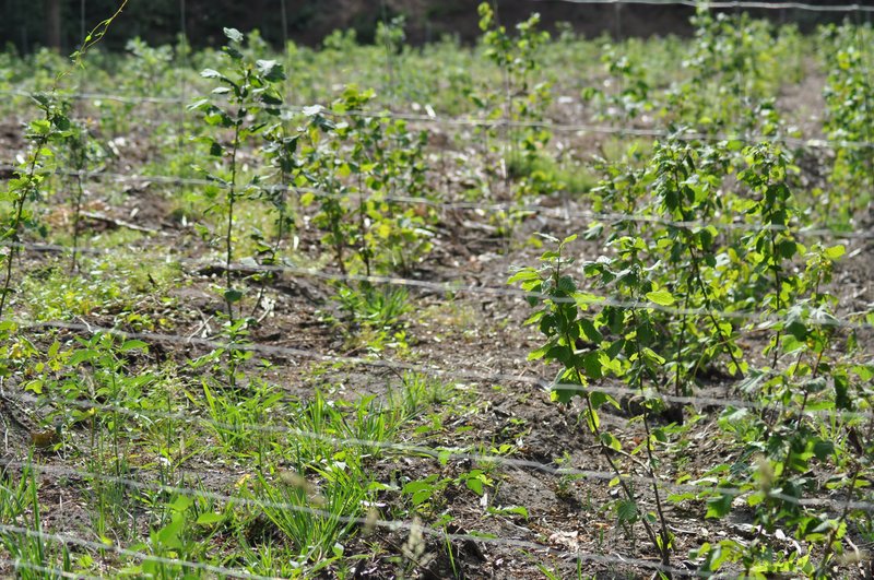 Jonge aanplant met onder andere hazelaar, een soort met rijk strooisel.