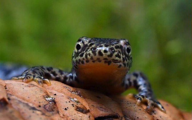 Alpenwatersalamander Frank Vassen