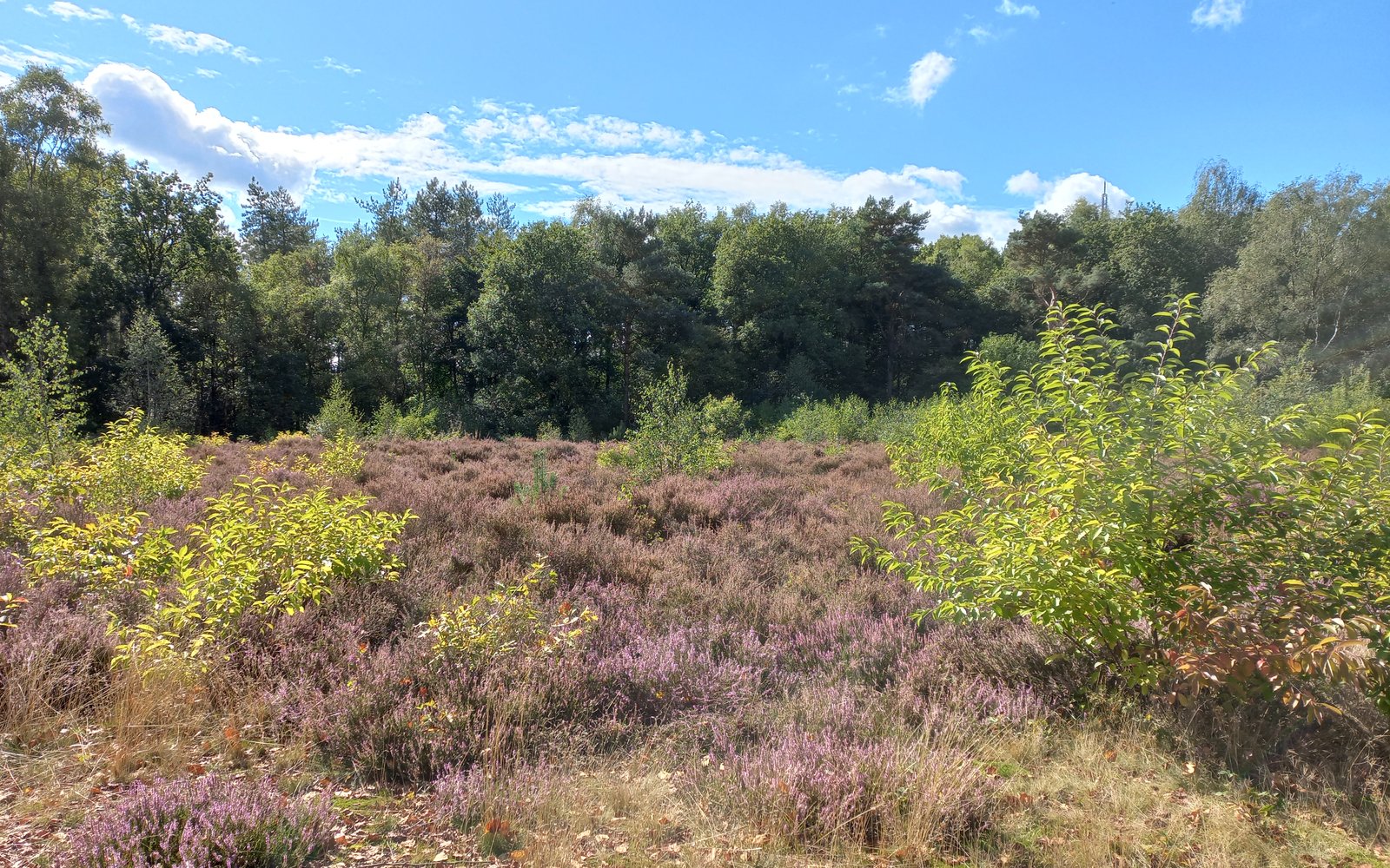 Vogelkers - prunus en heide
