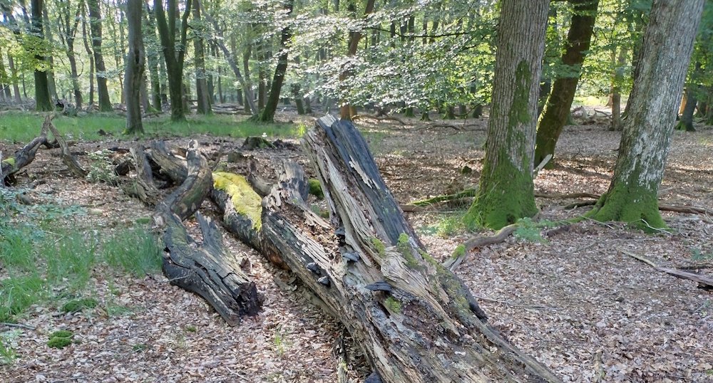 Dood hout