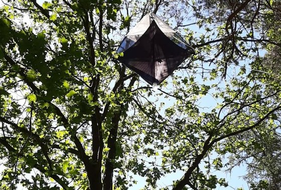 een-val-hoog-in-de-boomkroon-insecten-in-het-kronendak-header