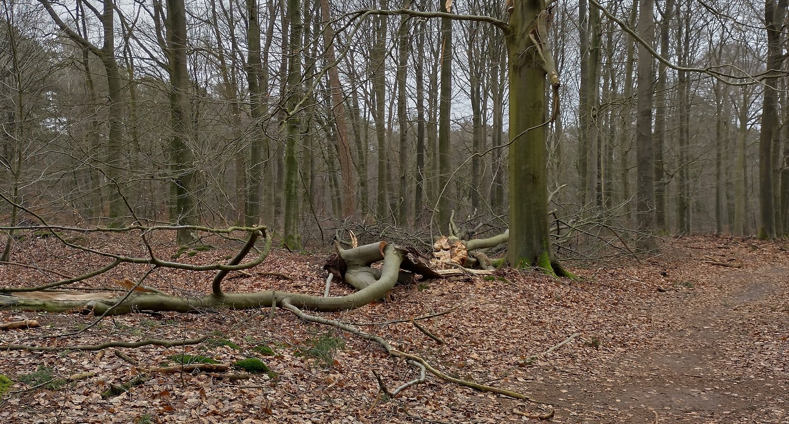 dood hout staand en liggend 2