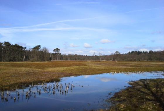 Wisselse Veen
