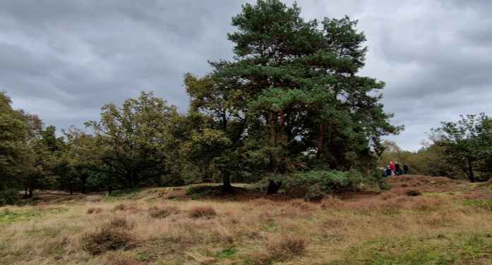 Swolgenheide