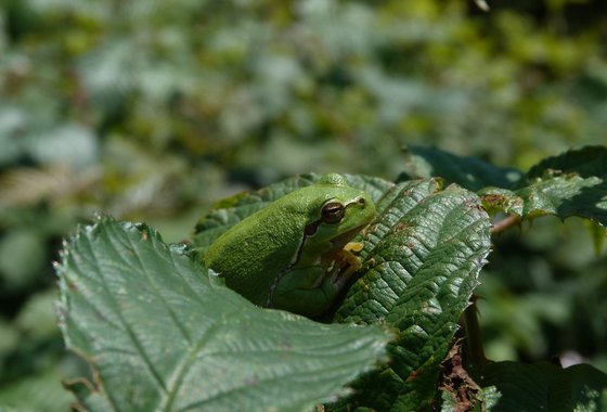 Boomkikker - Rutger Diertens