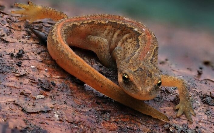 vinpootsalamander Frank Vassen