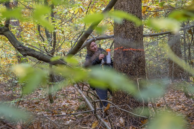 Bleswerk in het bos - bosbeheer