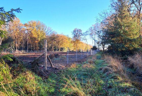 bosrevitalisering friesland 4