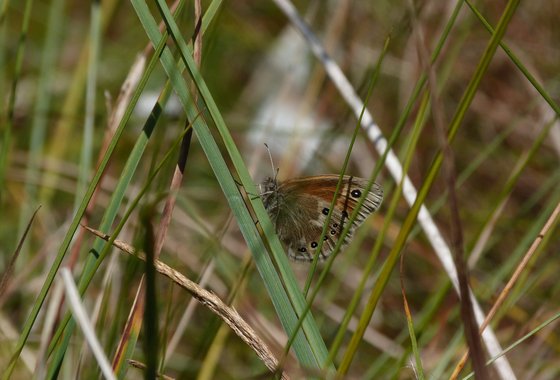 Veenhooibeestje-Coenonympha-tullia-scaled