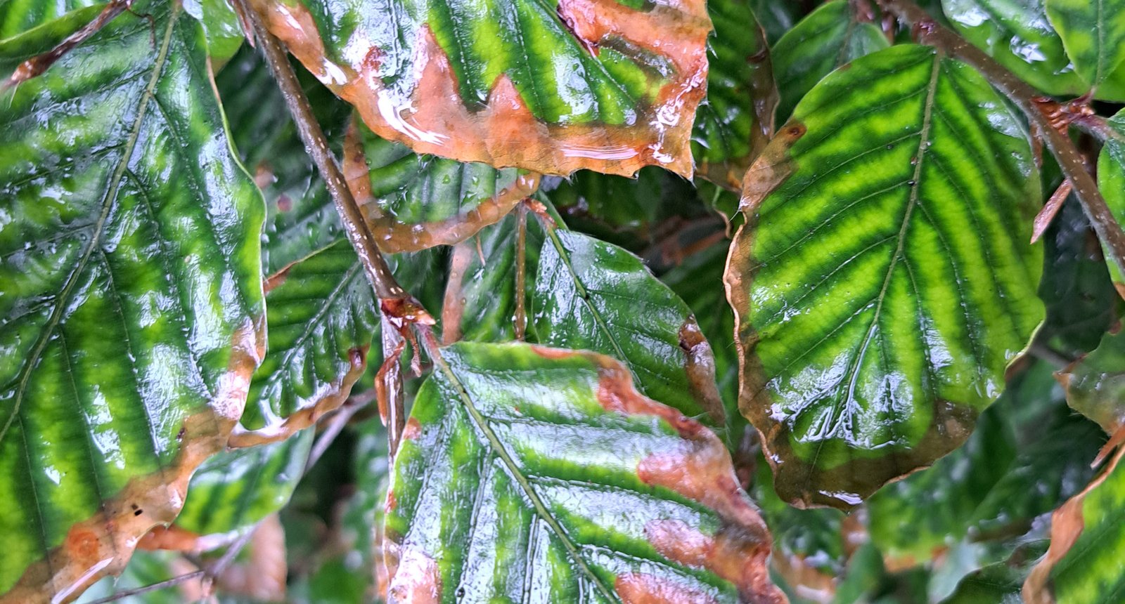 beukenblad bruin high res