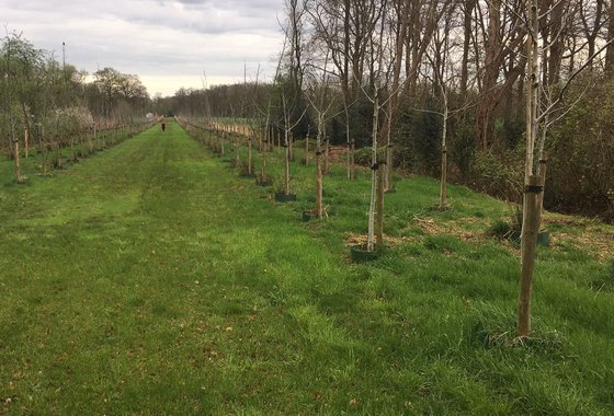 Aanplant Weleveld april 2024 dubbele rij walnoot uitsnede