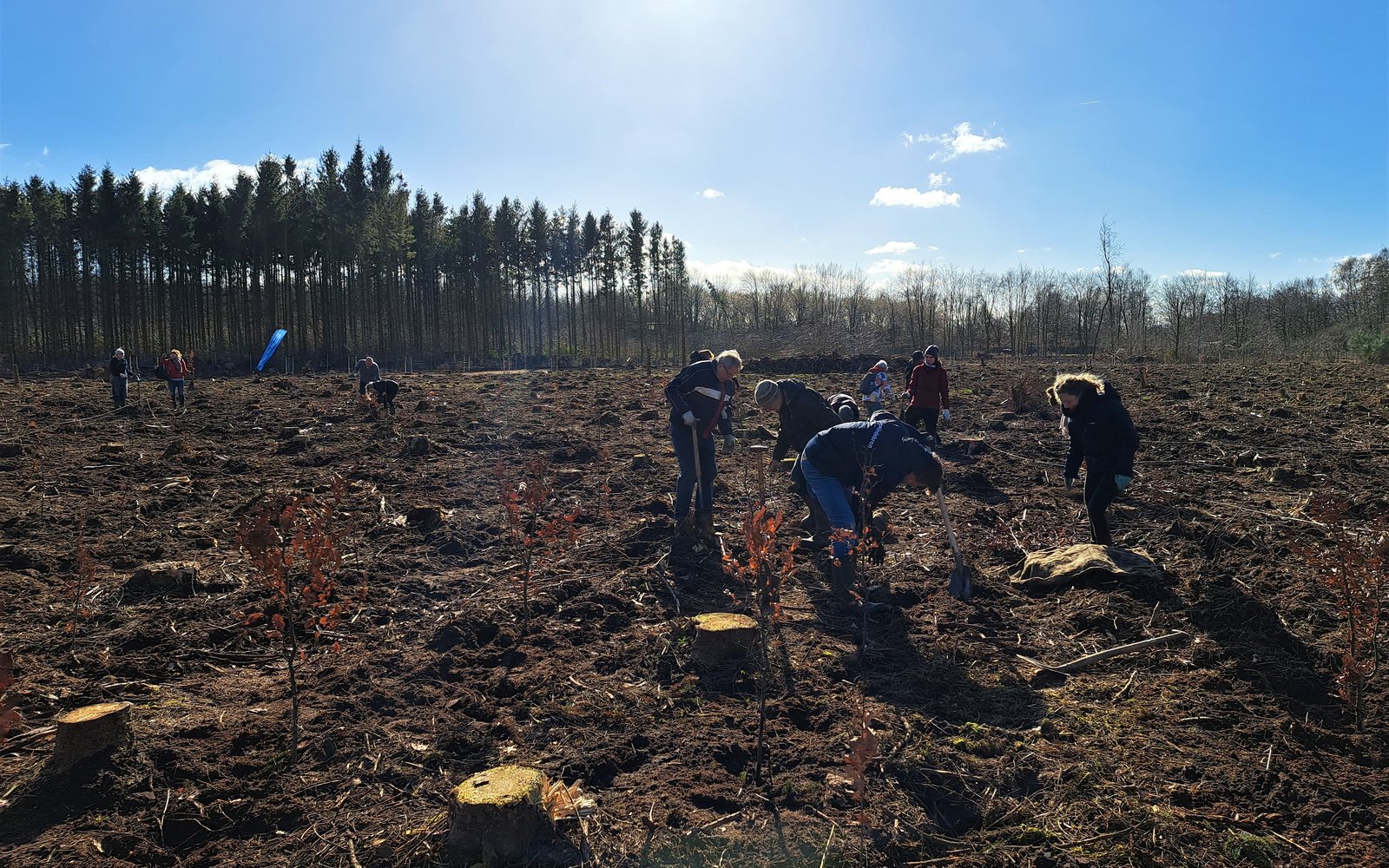 aanplant kolham - beeld Bosgroepen