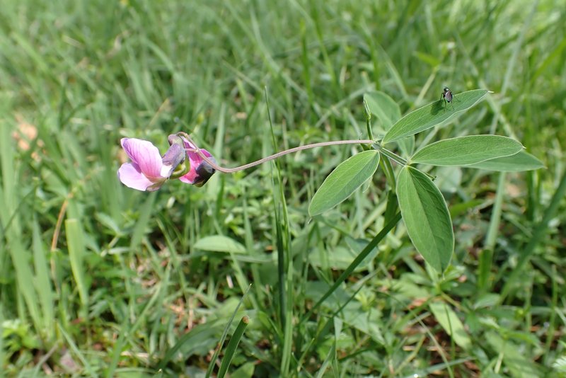 Knollathyrus, een indicatorsoort voor klei. (Foto: Tim Termaat)
