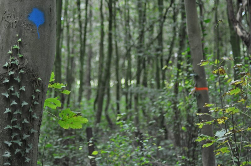Bomen in het bos gemarkeerd met blauwe stip of oranje ring.