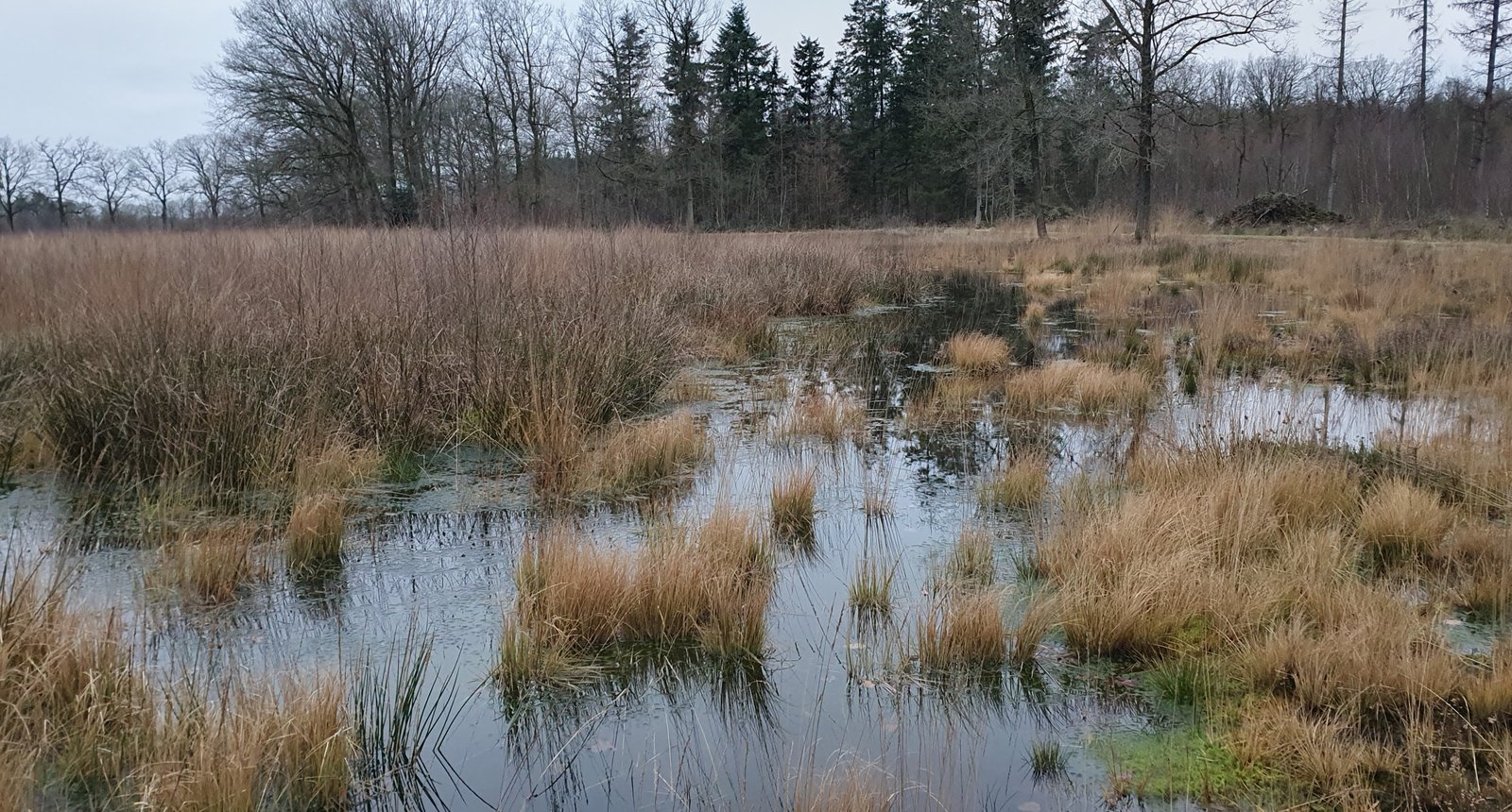 hoogveenven met adderhotel horizon